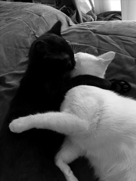 Black And White Cat Hugging, Cats Hugging, Lee Han, Black And White Cats, White And Black Cat, Mean Cat, Cat Hug, Cat Couple, Kitten Photos