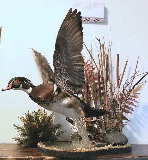 Duck Mounts In Living Room, Duck Mounts, Duck Taxidermy Mounts, Duck Taxidermy, Duck Mounts Taxidermy, Goose Mounts Taxidermy, Wood Duck Mounts, Duck Hunting Decor, Wood Duck Mounts Taxidermy