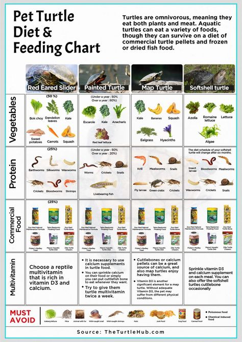 How To Feed Red Eared Slider Vegetables? – The Turtle Hub Softshell Turtle Tank, Turtles As Pets, What Do Turtles Eat, Safe Plants For Box Turtles, Pet Turtle Tank Ideas, Small Turtle Tank Ideas, Turtle Care Tips, Pet Turtle Habitat, Red Eared Slider Tank