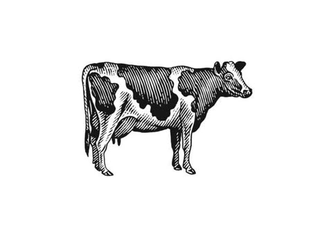 Steven Noble, Cow Logo, Cow Tattoo, Cow Illustration, Cow Drawing, Retro Tattoos, Farm Logo, Milk Cow, Stock Art