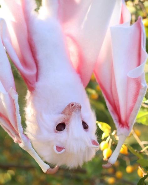 Albino Fruit Bat, Albino Bat Aesthetic, Cute Bat Picture, Bat Pfp, Albino Bat, Bat Aesthetic, Bats Cute, Bat Cute, White Bats