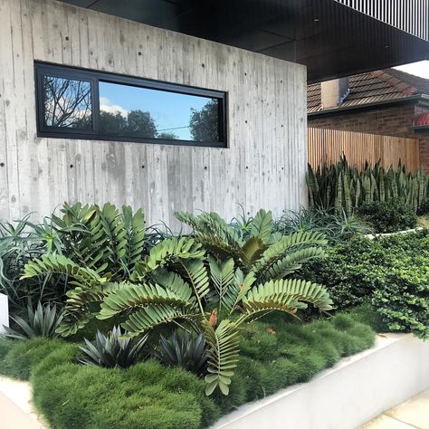 Cardboard Palms and Agave poking out of the Korean Clumping Grass Sydney Gardens, Palm Garden, Tropical Garden Design, Australian Garden, Coastal Gardens, Grasses Garden, Garden Maintenance, Low Maintenance Garden, Native Garden