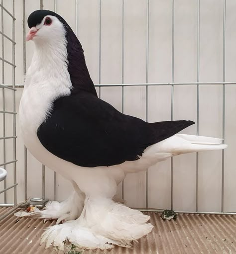 Fancy Pigeon Breeds, Paloma Core, Lahore Pigeon, Pigeon Eyes, Fantail Pigeon, Melanistic Animals, Pet Pigeon, Cute Pigeon, Pigeon Pictures