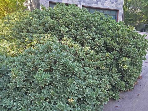 Variegated Pittosporum, Pittosporum Tobira, Endless Summer Hydrangea, Limelight Hydrangea, Best Landscape, Lenten Rose, Mock Orange, Plant Information, Flower Care