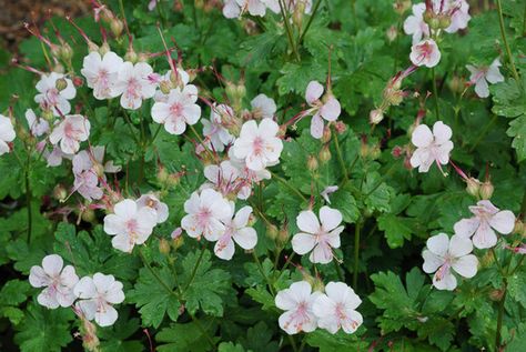 Geranium × cantabrigiense 'Biokovo', Cranesbill 'Biokovo', Hardy Geraniums, Best geraniums, Pink Geranium Geranium Biokovo, Container Gardening Shade, Rose Companion Plants, Cranesbill Geranium, Wild Geranium, Hardy Geranium, Charming Garden, Buy Plants, Plant Combinations