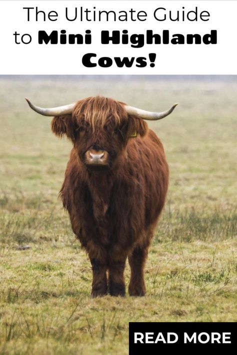 Scottish Highland Cattle, Best Cows For Small Farms, Miniature Scottish Highland Cow, Miniature Cows Breeds, Highland Cow Shelter, Mini Highland Cow Shelter, Mini Hobby Farm, Mini Cows Miniatures, Raising Highland Cattle