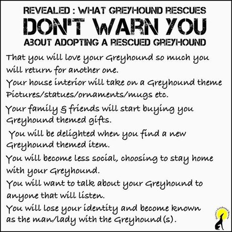 Greyhound Dog Rescue, Italian Greyhound Rescue, Greyhounds Funny, Greyhound Puppy, Grey Hound, Greyhound Rescue, Hounds Of Love, Hurt Locker, Sight Hounds