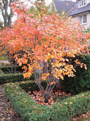 Amelanchier alnifolia showing fall colour. Also known as serviceberry & Saskatoon berry. Edible berries high in pectin, iron,copper. Wood is good for tool handles. Forms rootstock for  Malus spp. Spring insectary. Amelanchier Alnifolia, Hydrangea Petiolaris, Front Landscaping, Garden Shrubs, Ornamental Trees, Deciduous Trees, Garden Trees, Autumn Garden, Small Trees