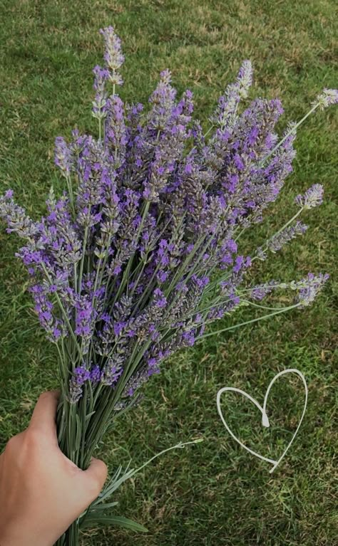 Lavender Flower Aesthetic Vintage, Lavender Flower Aesthetic, Nothing But Flowers, Lavender Plant, Flower Therapy, Balloon Flowers, Spring Aesthetic, Lavender Blue, Pretty Plants