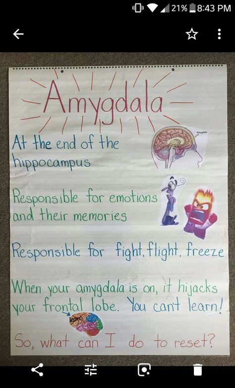 Amygdala Brain, Amygdala Hijack, Brain Anatomy And Function, Psychology Notes, Brain Facts, School Social Work, Child Therapy, Child Psychology, Therapy Worksheets