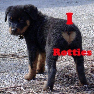 I <3 Rotties #cute #rottweiler #funny Dog Images Hd, Rottweiler Funny, German Dog Breeds, Rottweiler Love, Rottweiler Lovers, German Dog, Funny Dog Photos, Cute Dog Photos, Rottweiler Puppies