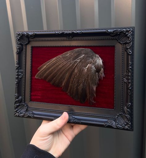 AVAILABLE: Blackbird Wing on Red Velvet. This piece gives off such vampirey vibes 🧛🏻‍♂️🖤 Check it out on my website for more details! . . . #smallbusiness #art #artist #oddity #oddities #curio #curios #wunderkammer #curiosities #curiosity #goth #gothic #aussie #supportsmallbusiness #odditiesandcuriosities #cabinetofcuriosities #bird #birds #taxidermy #ornithology #australia #gothart #gothicart #aesthetic #gothaesthetic #decor #crowcore #vampire #animals #gothdecor Creepy Taxidermy, Gothic Taxidermy Decor, Gothic Taxidermy, Taxidermy Bat, Mythological Taxidermy, Bone Art, Bird Wings, Goth Decor, Goth Art