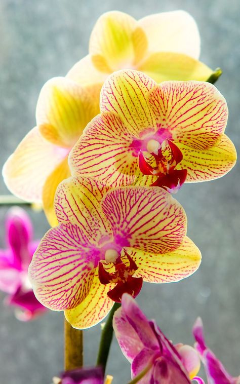 Orchid Exotic Flower Tattoos, Carillons Diy, Red Orchids, Exotic Orchids, Orchid Arrangements, Unusual Flowers, Beautiful Orchids, Orchid Plants, Flowers Garden