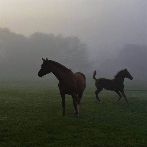 Horsey Life, Horse Aesthetic, The Dark Artifices, Helen Keller, Winona Ryder, Horse Life, Edgar Allan Poe, Pretty Horses, Horse Love