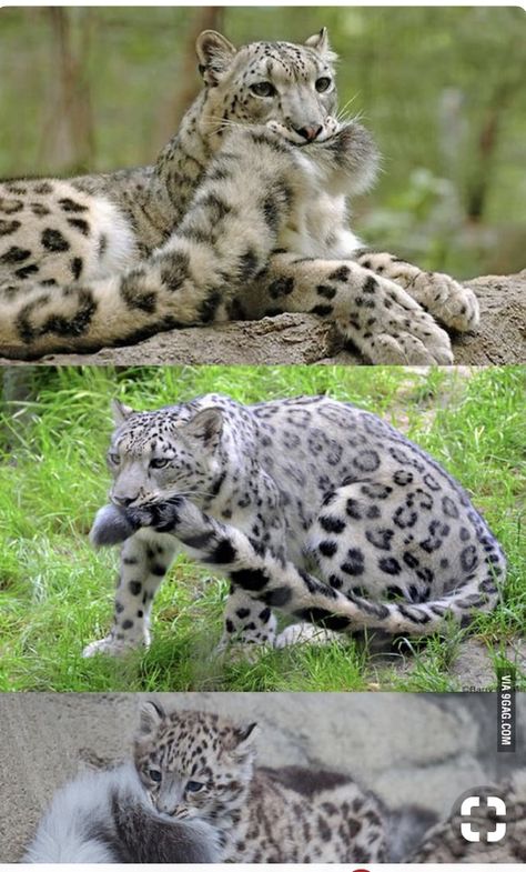 Us In Another Universe Animals, Pretty Animals, Cheetahs, Silly Animals, Cute Wild Animals, Cute Animal Photos, Snow Leopard, Funny Cute Cats, Animal Jokes