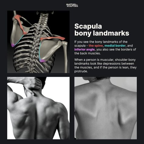 ArtStation - Scapula bony-landmarks, Anatomy For Sculptors Bony Landmarks, Anatomy For Sculptors, Hip Anatomy, Shoulder Anatomy, Arm Anatomy, Human Muscle Anatomy, Human Anatomy Reference, Biceps Brachii, Anatomy Bones