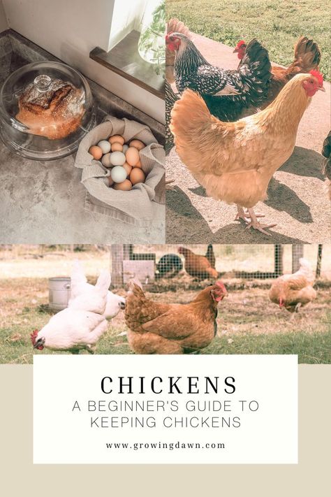 Keeping Backyard Chickens, How To Free Range Chickens, Getting Chickens For The First Time, Chicken Owners First Time, Getting Started With Chickens, Dogs And Chickens, Chicken Keeping For Beginners, Daily Chicken Routine, How Many Chickens Do I Need