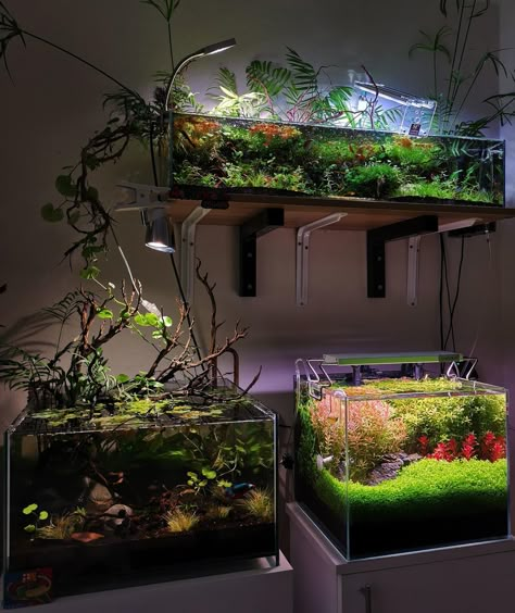 Terrarium Ideas Unique, Terrariums Ideas, Cool Fish Tank Decorations, Betta Fish Tank Ideas, Water Terrarium, Unique Terrarium, Aquarium Architecture, Plants Terrarium, Diy For Beginners