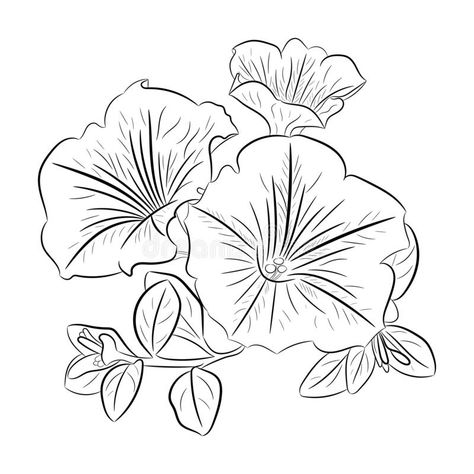 A Simple Outline Drawing Of A Petunia, Stock Vector - Illustration of modern, beautiful: 209309199 Simple Outline Drawing, Petunia Tattoo, Printable Flower Pattern, Drawing Planner, Petunia Flower, Flower Graphics, Flower Outline, Flower Art Drawing, Outline Drawing