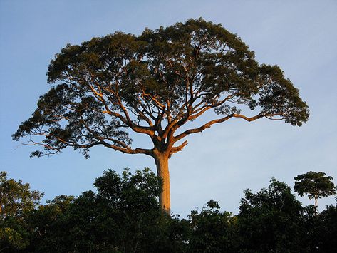 Kapok Tree (Ceiba pentandra)A giant in the rainforests, the kapok tree can reach up to 200 feet in height, sometimes growing as much as 13 feet per year.Due to its extreme height, the kapok, or ceiba tree, towers over the other rainforest vegetation. Kapok Tree, Rainforest Trees, Jungle Tree, Mayan Culture, Giant Tree, Parc D'attraction, Airbrush Art, Tropical Rainforest, Tree Tattoo