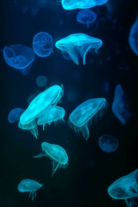 Jellyfish Glow In The Dark, Bioluminescence Sea Creatures, Glow In The Dark Asthetics, Glow In The Dark Aesthetic, Glow In The Dark Ocean, Glow In The Dark Fish, Glow Jellyfish, Bioluminescent Animals, Jellyfish Nails