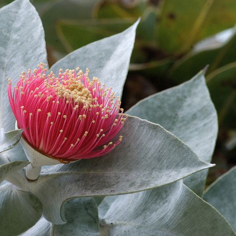 Eucalyptus Macrocarpa, Flowering Gum, Gum Trees, Australian Trees, Australian Natives, Australian Native Garden, Australian Wildflowers, Australian Flowers, Australian Native Flowers