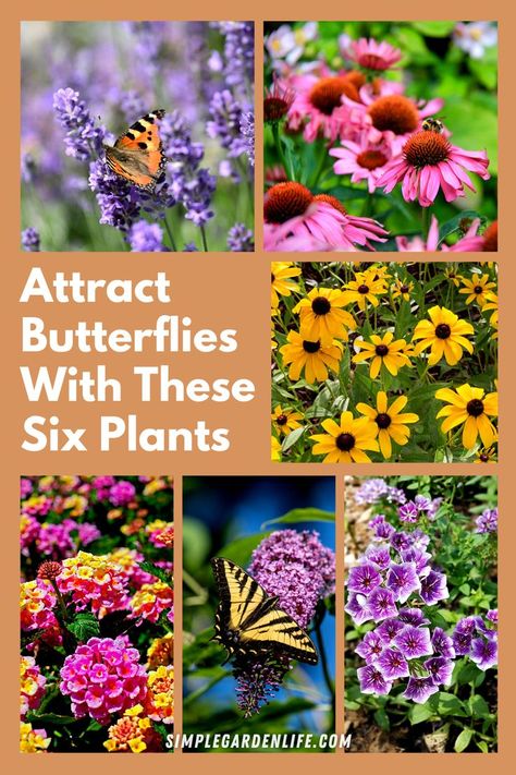 Attract Butterflies With These Six Plants Butterfly Perennials, Butterfly Bushes, Butterfly Container Garden, Butterfly Plants Perennials, Butterfly Garden Ideas Landscaping, Butterfly Plant, Butterfly Gardens, Butterfly Plants In Pots, Butterfly Perennial Garden