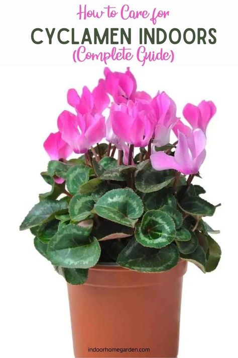 There are over 20 species within the genus but the most commonly available and popular plants for keeping indoors are varieties of the Florist’s or Persian cyclamen (Cyclamen persicum). Garden varieties are intra-specific hybrids of C. persicum origin that now bear little resemblance to the parent plant. Breeding has resulted in a much larger plant with broader flower colors and forms. Read more... Cyclamen Care, Popular Plants, Flowering House Plants, Plant Breeding, American Garden, Indoor Plant Care, Growing Plants Indoors, Lawn And Landscape, Indoor Flowers