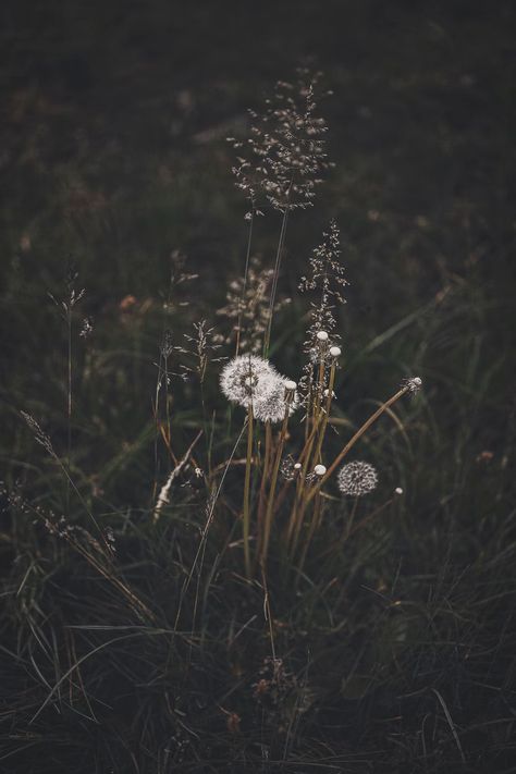 white dandelion flowers photo – Free Grey Image on Unsplash Dandelion Pictures, Dandelion Plant, Dandelion Wallpaper, Tato Minimal, Hd Dark Wallpapers, White Dandelion, Dandelion Flower, Plant Wallpaper, Backgrounds Phone Wallpapers