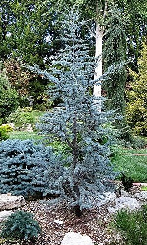 Horstmann Blue Atlas Cedar, Blue Atlas Cedar Landscaping, Atlas Cedar Tree, Arkansas Gardening, Pnw Landscaping, Evergreen Landscape Front Yard, Evergreen Landscaping, Spring Vignettes, Landscape Shrubs