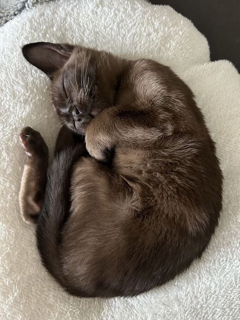 Burmese Cats, Burmese Cat, Dream's Cat, Cat Essentials, Puppies And Kitties, Brown Cat, Cat Aesthetic, Cute Cats And Dogs, Pics Art