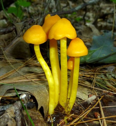 Mushroom Seeds, Mushrooms Growing, Mushroom Vegetable, Plant Sketches, Yellow Mushroom, Orange Mushroom, Happy Farm, Mushroom Fairy, Garden Solutions