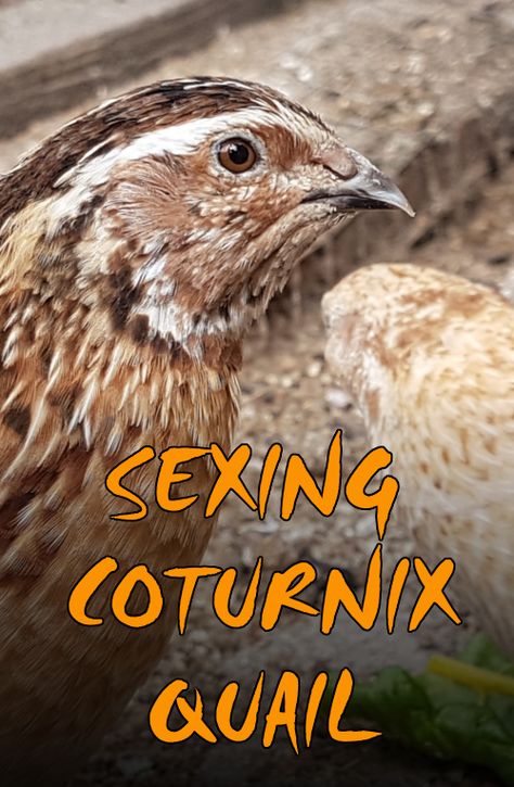 Coturnix Quail Housing, Cortunix Quail, Quail Aviary, Quail Care, Quail Breeds, Backyard Quail, Quail Farming, Quail House, Coturnix Quail