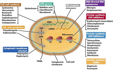 Figure 11 from Antibiotics : Classification and mechanisms of action with emphasis on molecular perspectives | Semantic Scholar Antibiotics Pharmacology, Microbiology Study, Rna Polymerase, Pharmacology Nursing, Medical Laboratory Science, Medicine Journal, Laboratory Science, Molecular Biology, Nursing Notes