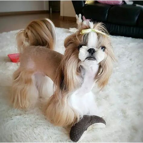 Top 15 Beautiful Shih Tzu Haircuts! | Page 2 of 3 | PetPress Shih Tzu Hair Styles, Shih Tzu Haircuts, Perro Shih Tzu, Grooming Ideas, Chien Shih Tzu, Shitzu Dogs, Shih Tzu Grooming, Dog Grooming Styles, Ideas For Dogs