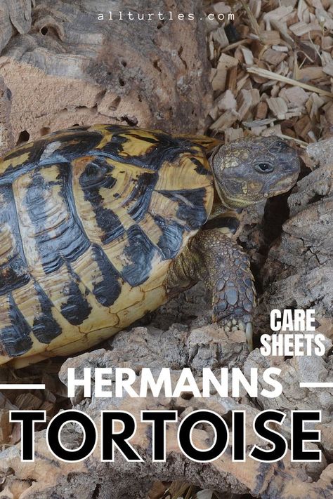 Pet Tortoise Habitat Indoor, Tortoise Tank Ideas, Hermann Tortoise Food, Names For Tortoises, Herman's Tortoise, Herman Tortoise, Tortoise Food List, Hermanns Tortoise, Herman’s Tortoise