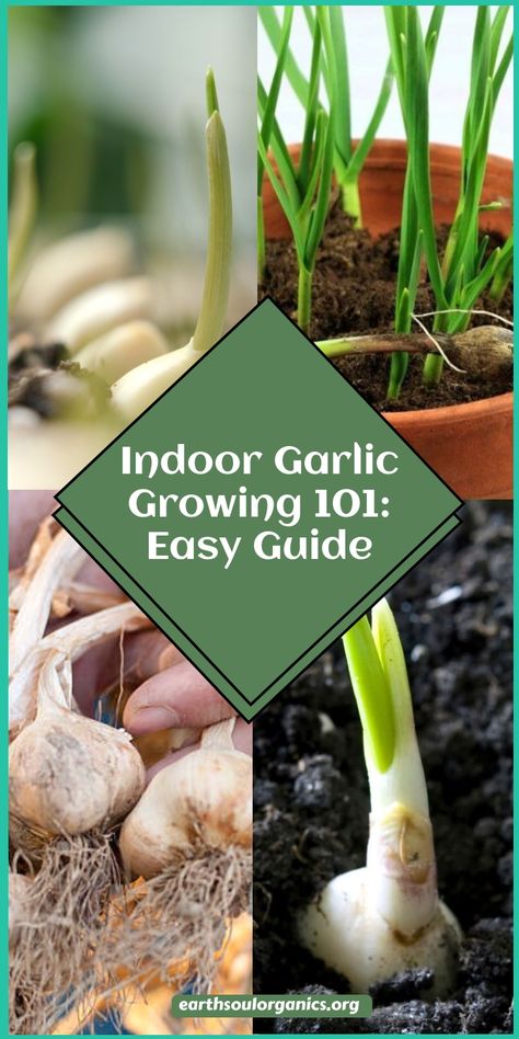 New to indoor gardening? No problem! Follow this comprehensive guide on how to grow garlic indoors, perfect for beginners. Discover the must-know details about soil, light, and watering to keep your garlic plants thriving in any indoor space. Fresh, homegrown garlic is just a few steps away! #howtogrowgarlicindoors #beginnergardening #growyourown Garlic Greens, Grow Garlic Indoors, Tomato Container Gardening, Growing Basil Indoors, Plants To Grow Indoors, Garlic Growing, Basil Garden, Growing Tomatoes Indoors, Grow Garlic