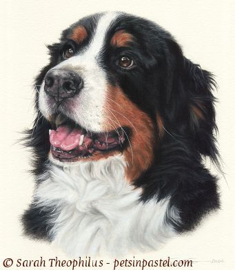 Trapper - Bernese Mountain Dog Paintings & Portraits Bernese Mountain Dog Painting, Oil Pastels Abstract, Oil Pastels Landscape, Oil Pastels Portrait, Bernese Mountain Dog Funny, Bernese Mountain Dog Names, Bernese Mountain Dog Poodle, Paintings Portraits, Bernese Mountain Dog Puppy