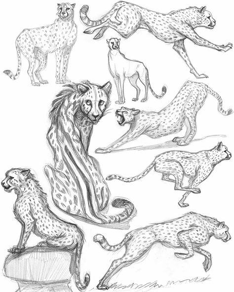 Cheetah Drawing, Tier Tattoo, Some Drawings, Big Cats Art, Anatomy Sketches, Drawing Faces, Types Of Animals, Animal Sketches, Arte Animal