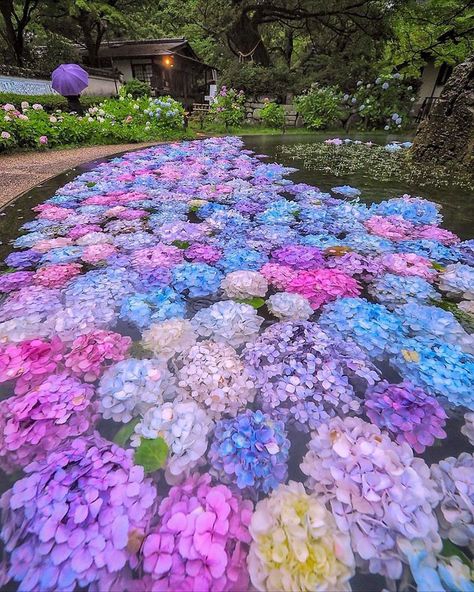 Hydrangea Season, Summer In Japan, Hydrangea Garden, Wonderful Picture, Japan Photo, Floating In Water, Osaka Japan, My New Room, The Flowers