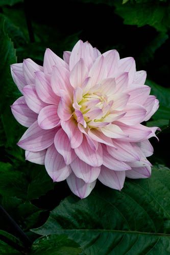 Pink dahlia 'Karma Prospero' Pretty Flowers Pictures, Rainbow Garden, Bloom Where Youre Planted, Dahlia Flower, Country Gardening, Flower Beauty, Beautiful Blooms, Flowers Nature, Gardening Ideas