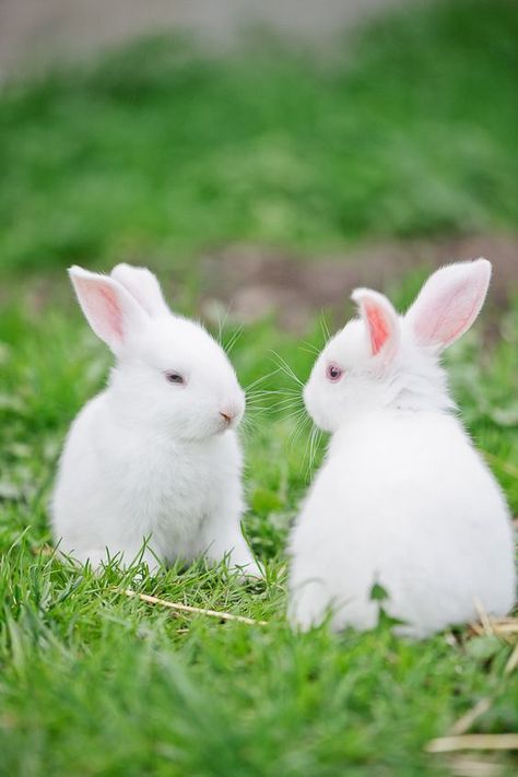 Twin white bunnies Somebunny Loves You, White Bunnies, Rabbit Animal, Rabbit Rabbit, White Rabbits, Bunny Rabbits, Floppy Ears, Spring Blossom