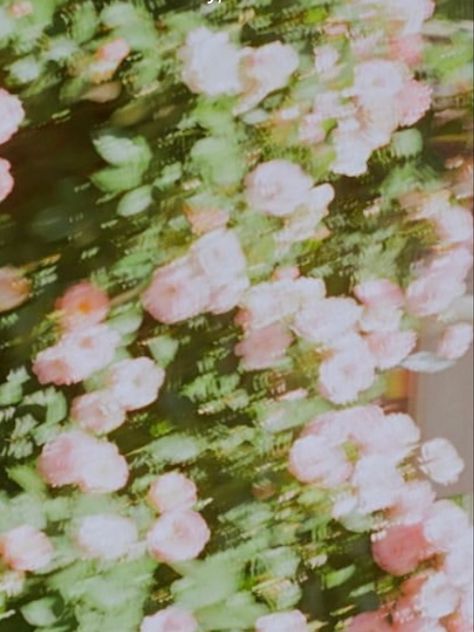 Film, flowers, spring, summer, summer aesthetic, film photography, pink, nature, inspo, leaves, summer vibes Summer Haze Aesthetic, Dp Flowers, Aesthetic Film Photography, Summer Haze, Aesthetic Film, Pink Nature, Dreamy Photography, Film Photos, Film Photography 35mm