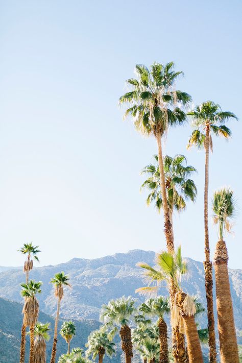 Palms <3 Modernism Week Palm Springs, Magic Places, Spring Trip, Usa Travel Destinations, California Dreaming, To Infinity And Beyond, Photo Diary, Venice Beach, Palm Springs