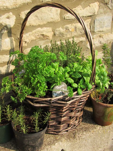 Put together a beautiful herb basket to give as a gift - of keep for yourself! Herb Garden Gift, Herb Companion Planting, Herb Gifts, Plants In Baskets, Gardening Gift Baskets, Planting Pots, Harvest Basket, Garden Diary, Garden Workshops