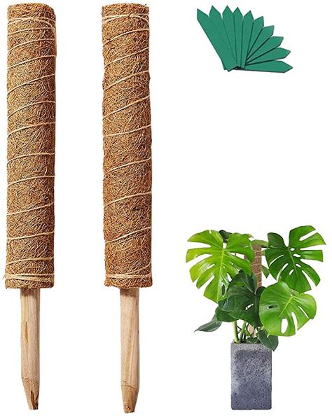 Plant Creepers Ideas, Moss Stick For Plants, Diy Totem Pole, Outrageous Pumpkins, Monstera Plant Support, Climbing Plants Indoor, Inside House Plants, Climbing Indoor, Diy Totem