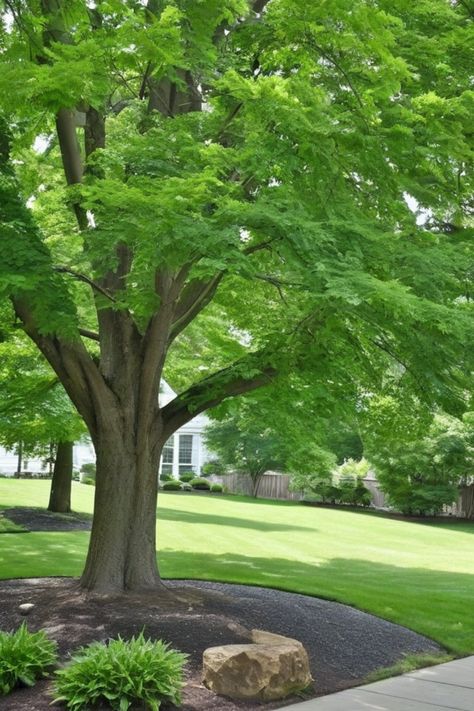 Looking to add some shade and beauty to your yard? Check out our collection of fast-growing trees perfect for creating a comfortable retreat in your outdoor space. Whether you have a large front yard or a small backyard, these stunning trees are easy to care for and will quickly provide much-needed shade. Create a relaxing oasis with the best fast-growing trees for shade that are perfect for any size outdoor area. Add some greenery and serenity with our selection of fast-growing varieties that w Shade Privacy Plants, Trees For Small Yards, Trees For Shade, Green Ash Tree, Lombardy Poplar, Floral Umbrellas, Cover Crops, Growing Trees, Privacy Plants