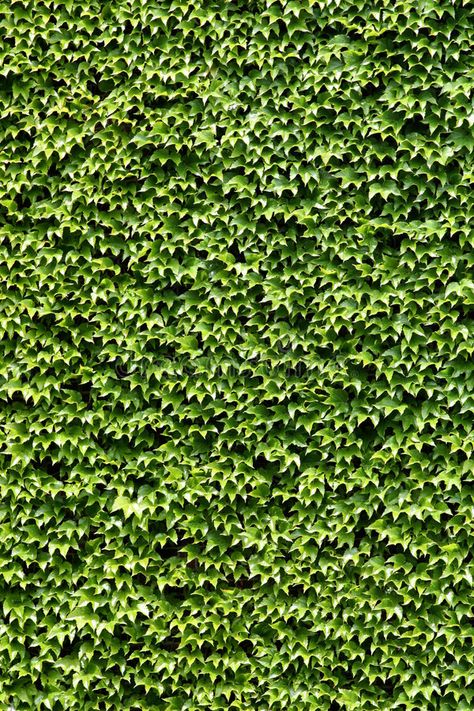 Climbing Ivy, Building Wall, Ivy Wall, Plant Texture, Material Textures, Photo Background Images, Pool Cover, Climbing Plants, Wall Covering