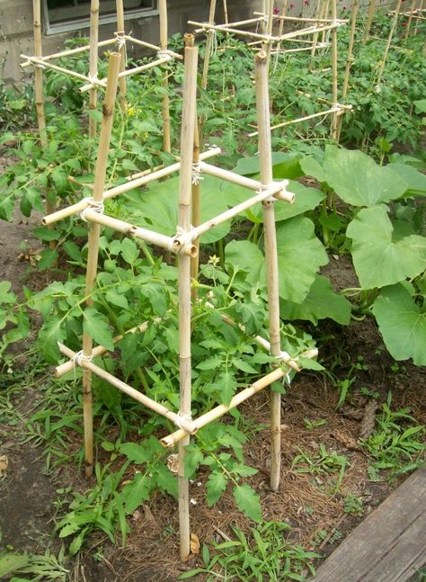 Tomato Trellis, نباتات منزلية, Diy Trellis, Tomato Cages, Bamboo Garden, Veg Garden, Vegetable Garden Design, Garden Trellis, Garden Structures