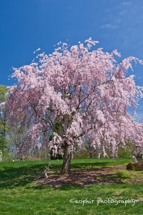 Weeping Cherry Blossom | Flickr - Photo Sharing! Weeping Cherry Tree Landscaping, Cherry Tree Landscaping, Tree Landscaping Ideas, Spring Landscapes, Spring Planters, Tree Landscaping, Bougainvillea Bonsai, Weeping Cherry Tree, Weeping Trees